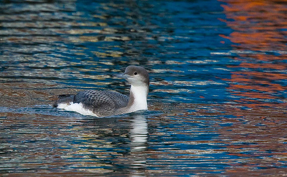 Black-throated Diver