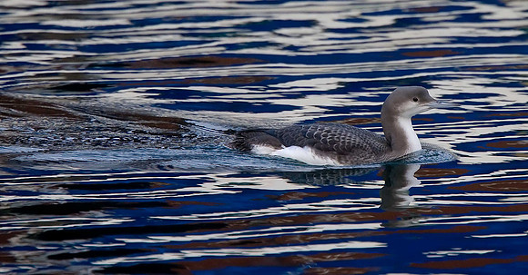 Black-throated Diver
