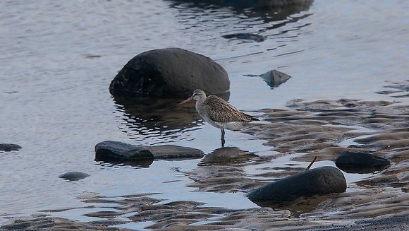 Bar-tailed Godwit