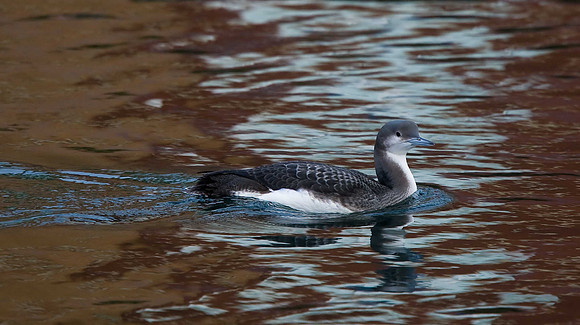 Black-throated Diver