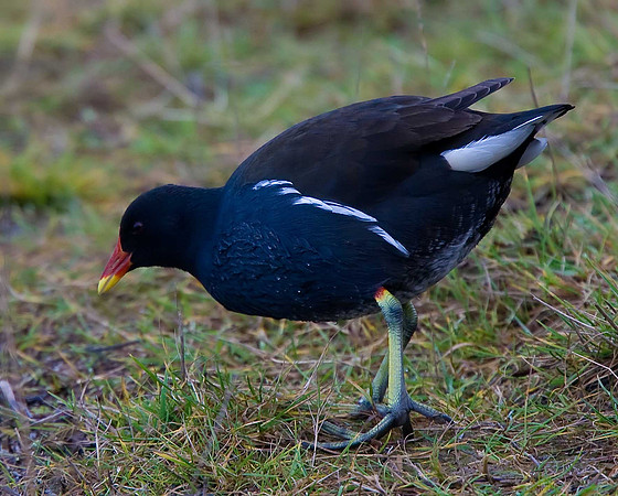 Moorhen