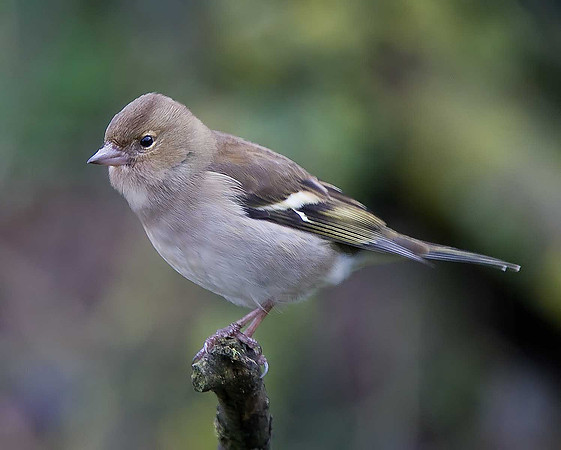Chaffinch