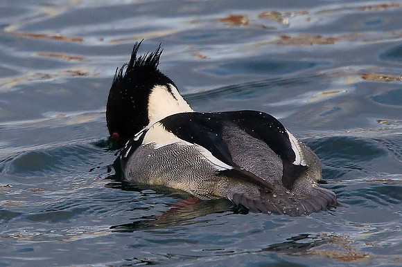 Red-breasted Merganser