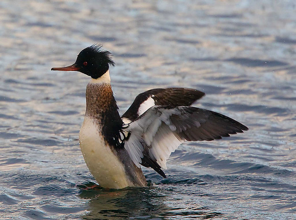 Red-breasted Merganser