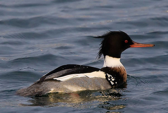 Red-breasted Merganser