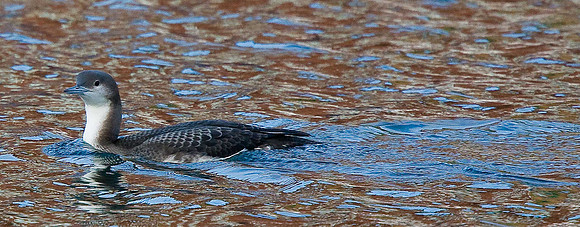 Black-throated Diver