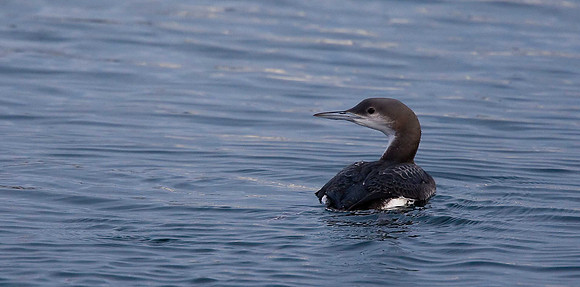 Black-throated Diver