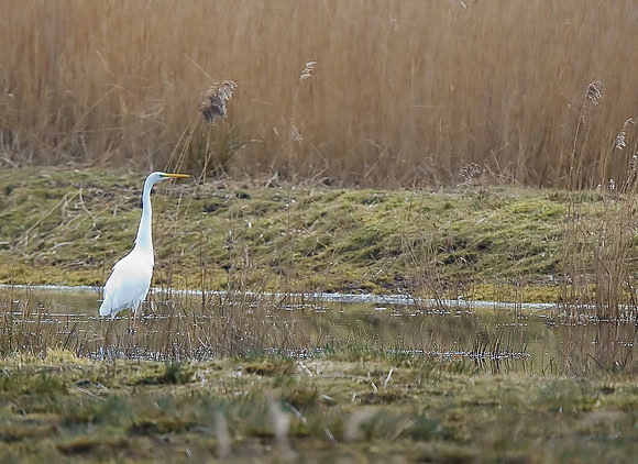Great White Egret