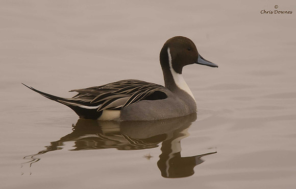 Pintail