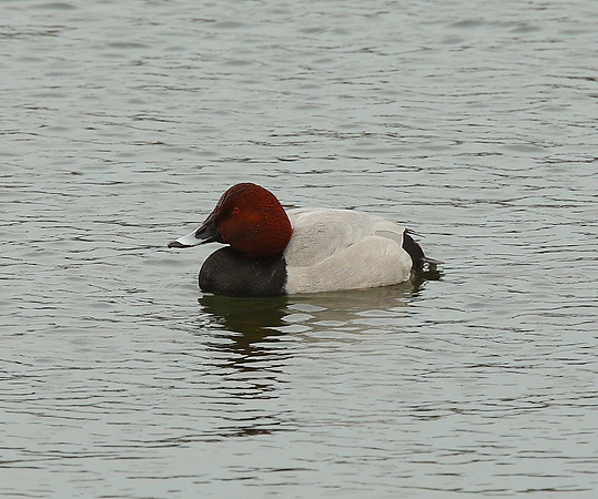 Pochard