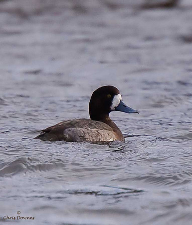 Scaup [female]