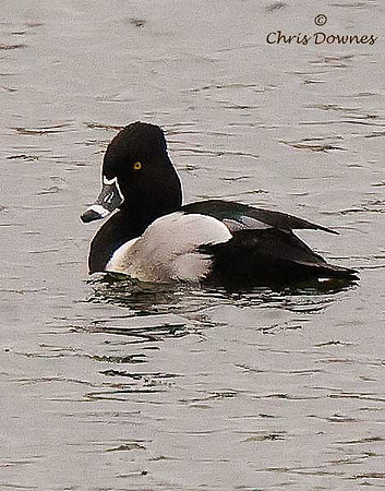 Ring-necked Duck