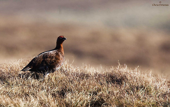 Red Grouse