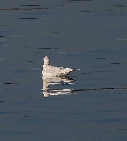 Kumlien's Gull