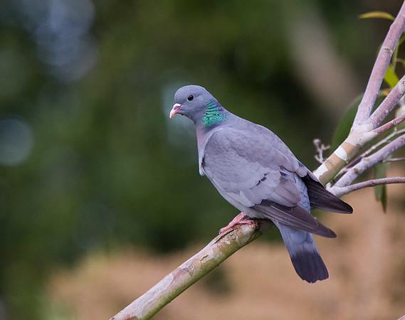 Stock Dove
