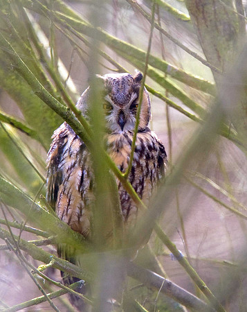 Long-eared Owl