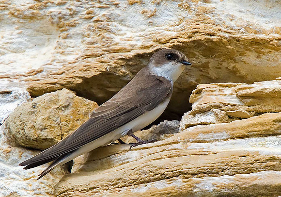 Sand Martin