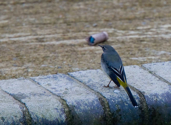 Grey Wagtail