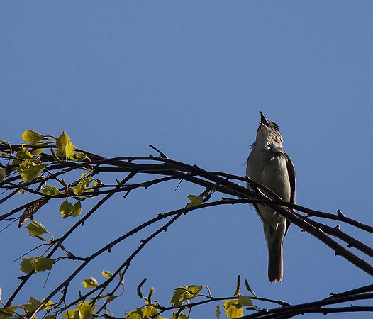 Blackcap
