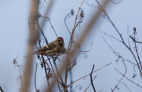 Lesser Redpoll
