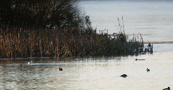 Smew
