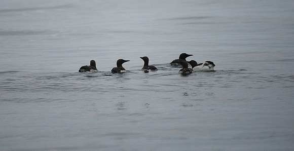 Guillemot