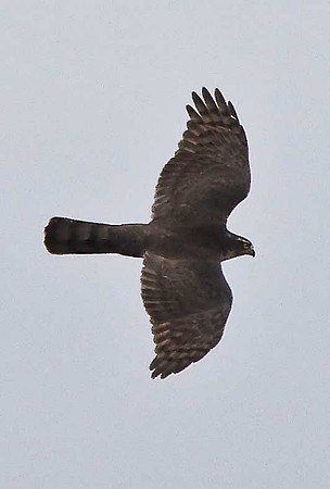 Sparrowhawk