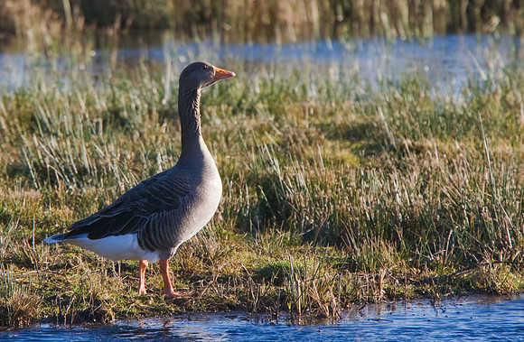Greylag Goose