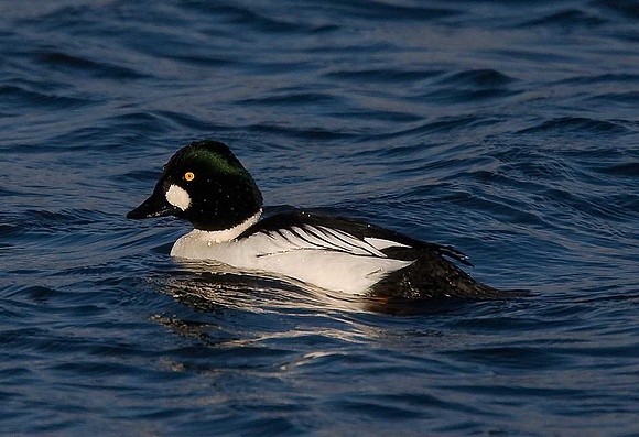 Goldeneye
