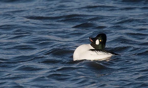 Goldeneye