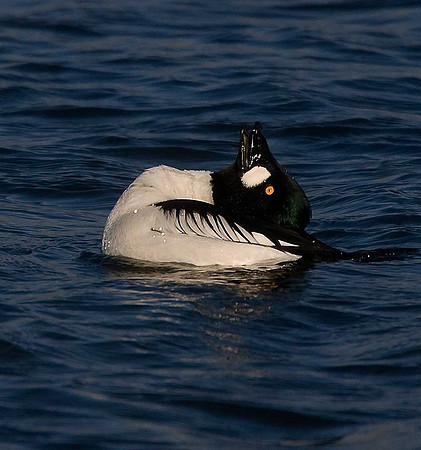 Goldeneye