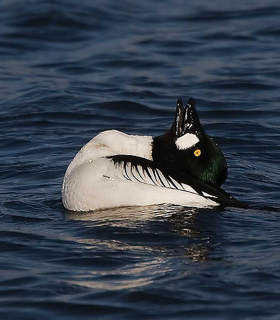 Goldeneye