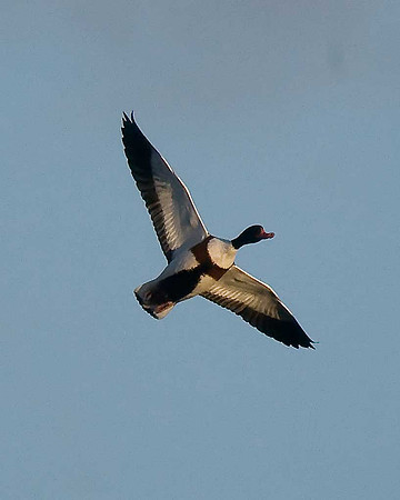 Shelduck
