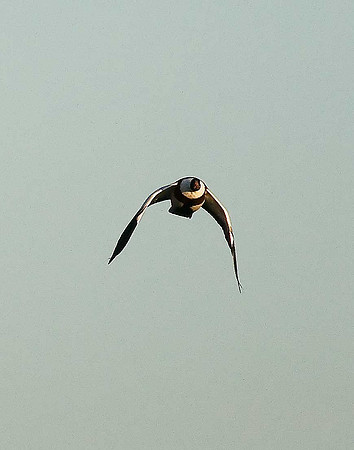 Shelduck