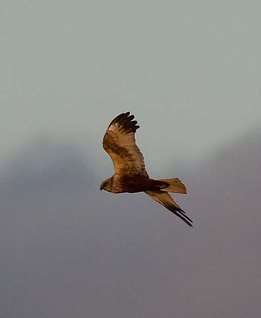 Marsh Harrier