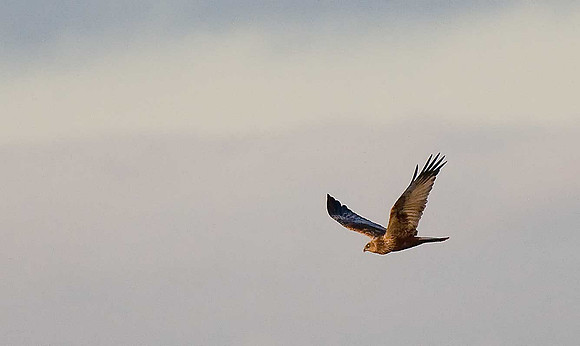 Marsh Harrier