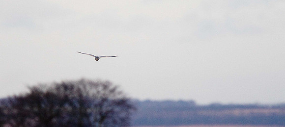 Hen Harrier