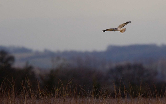 Hen Harrier
