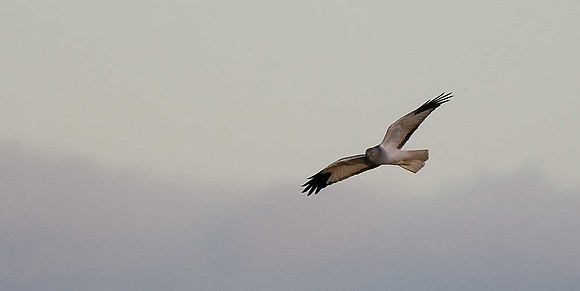 Hen Harrier