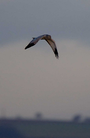 Hen Harrier