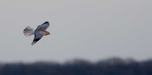 Hen Harrier