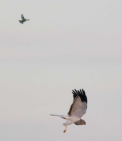 Hen Harrier