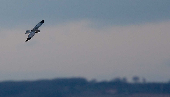 Hen Harrier