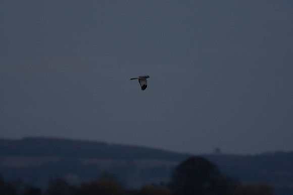 Hen Harrier