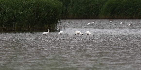 Spoonbills
