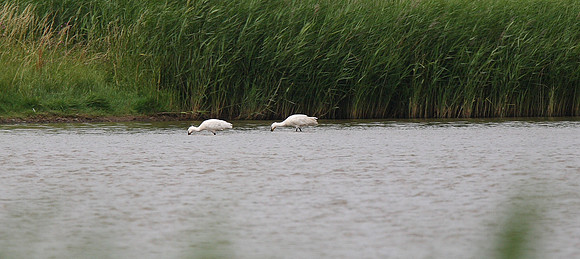 Spoonbills