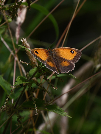 Gatekeeper