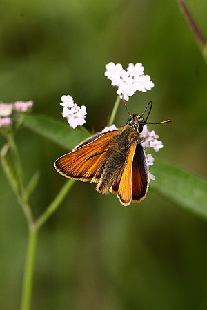 Small Skipper