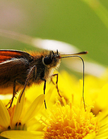 Small Skipper