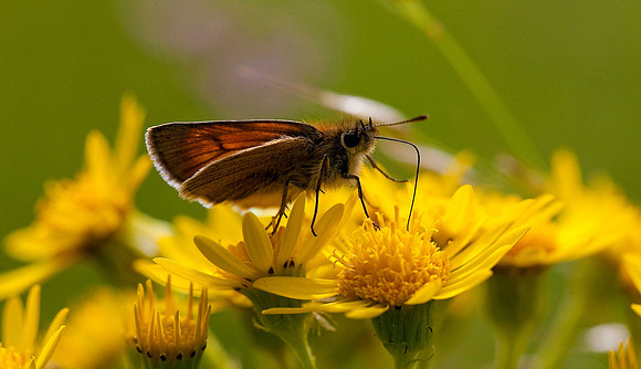 Small Skipper